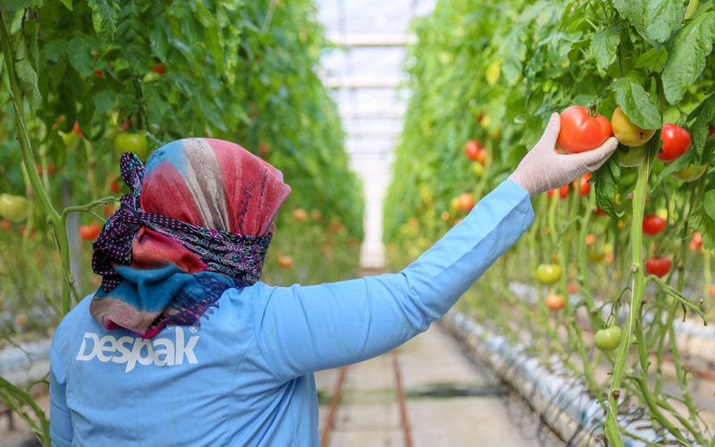 High Technology Soilless Agriculture
