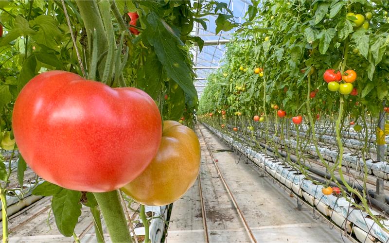 High Technology Soilless Agriculture