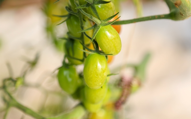 High Technology Soilless Agriculture