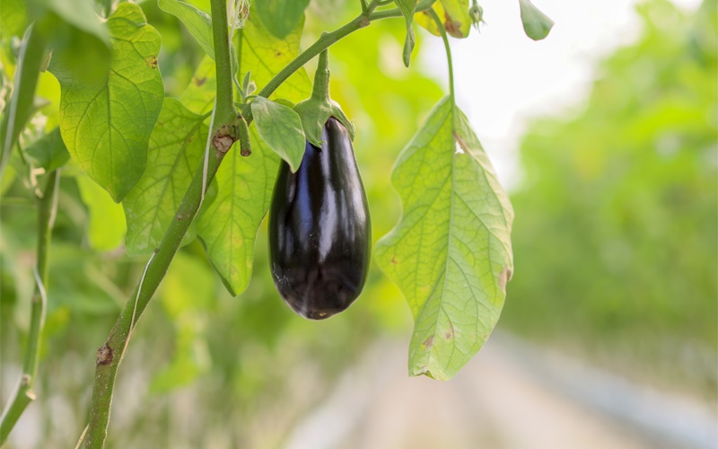 High Technology Soilless Agriculture