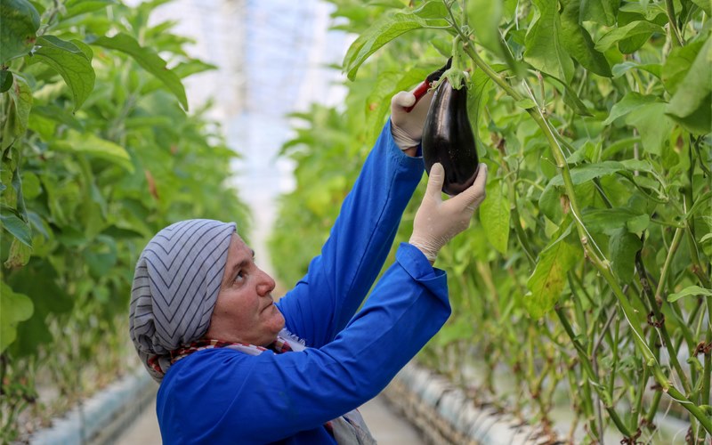 High Technology Soilless Agriculture